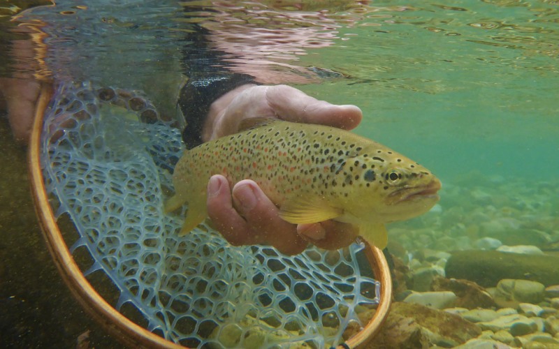 Catch & Release – Σεβασμός στο Ψάρι, Σεβασμός στη Φύση