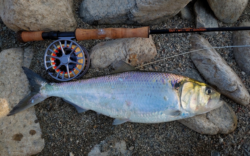 Σαρδελομάνα (Alosa-fallax)