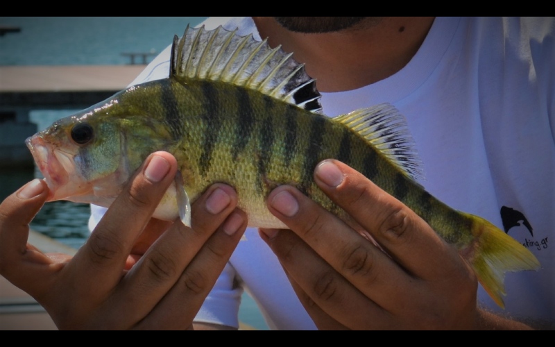 Πέρκα - Perch (Perca fluviatilis)